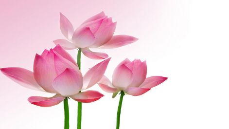 lotus-flower-and-pictures.jpg
